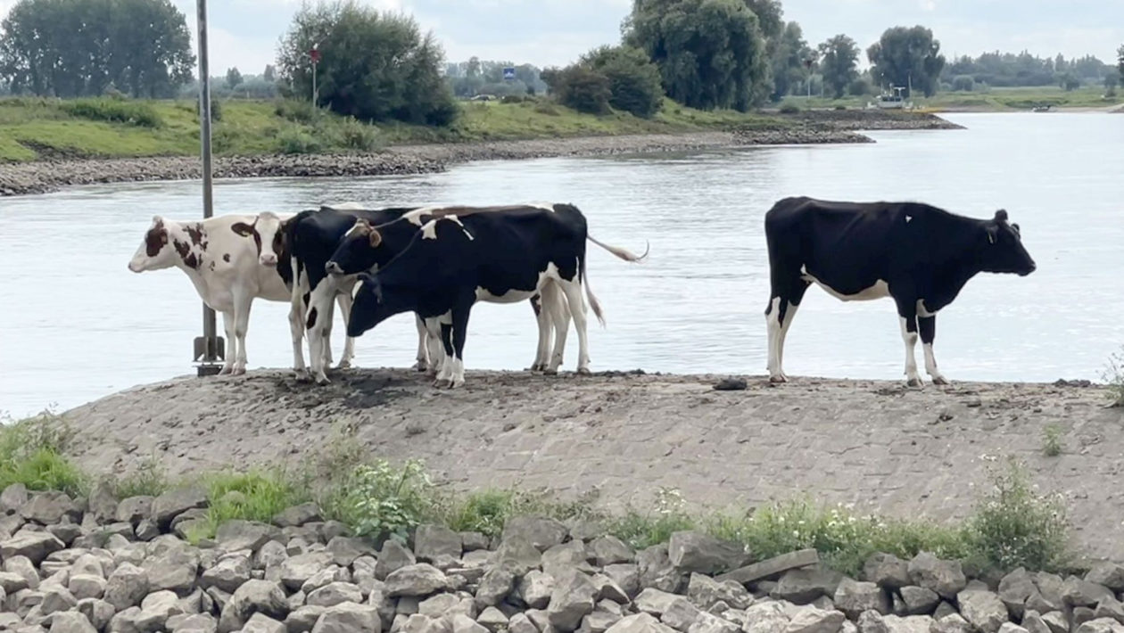 Koeien langs de IJssel. Foto: Martin Slijper