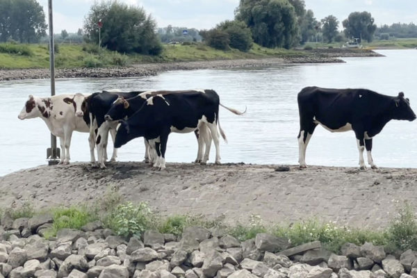 Koeien langs de IJssel. Foto: Martin Slijper