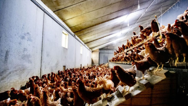 De ophokplicht gaat per direct in. Foto: ANP