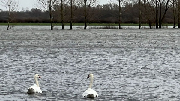 Ook hoog water in de uiterwaarden bij Velp