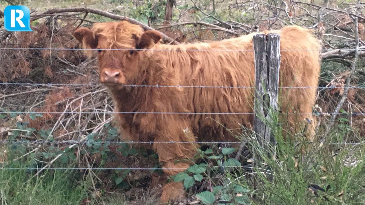 Schotse hooglanders op de Veluwe Foto: Martin Slijper