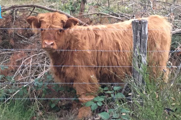 Schotse hooglanders op de Veluwe Foto: Martin Slijper