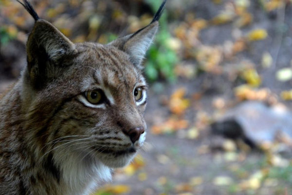 In Europa leeft de Euraziatische lynx.  Foto: Pixabay