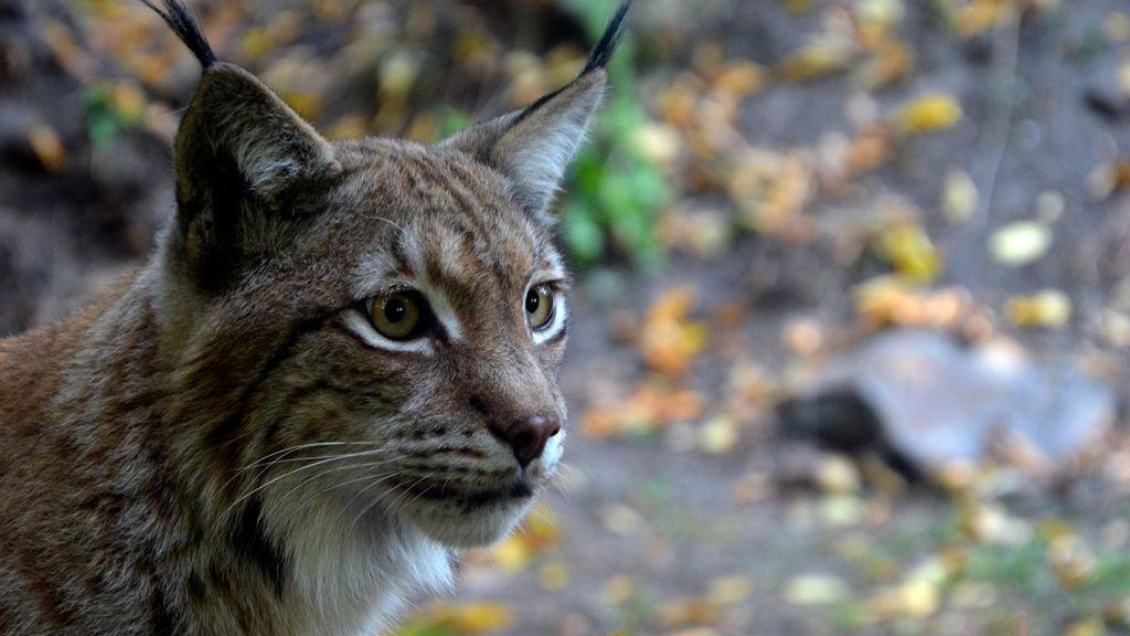 In Europa leeft de Euraziatische lynx.  Foto: Pixabay