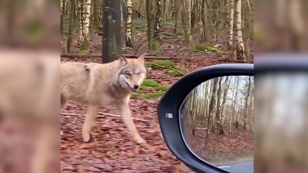 Wolf loopt mee met auto. Foto: Liesbeth