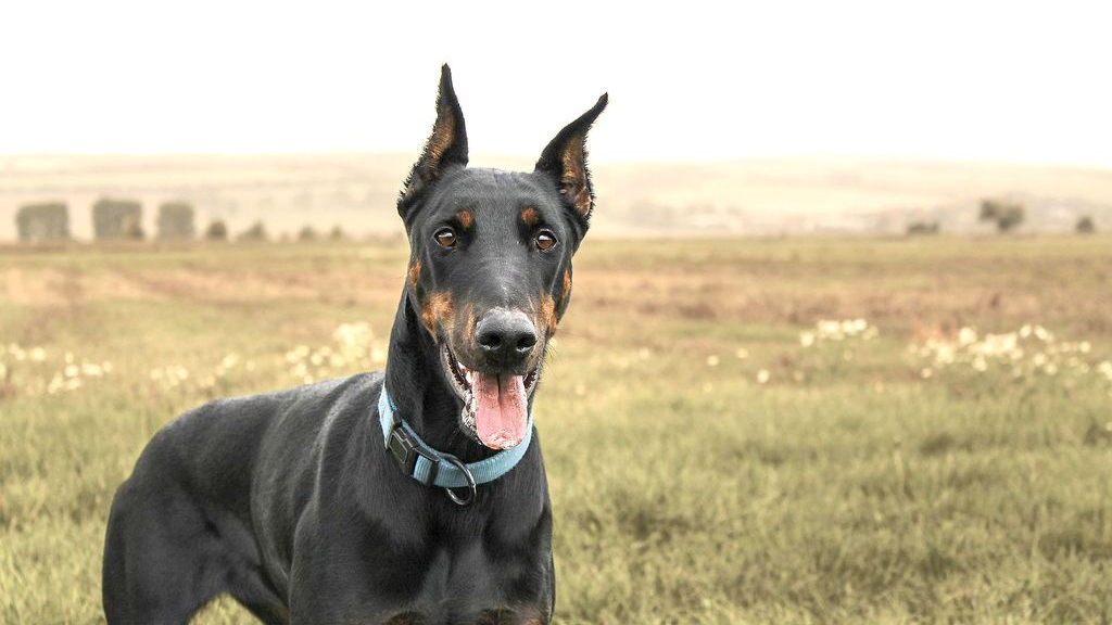 Doberman. Foto: Mr. pixabay