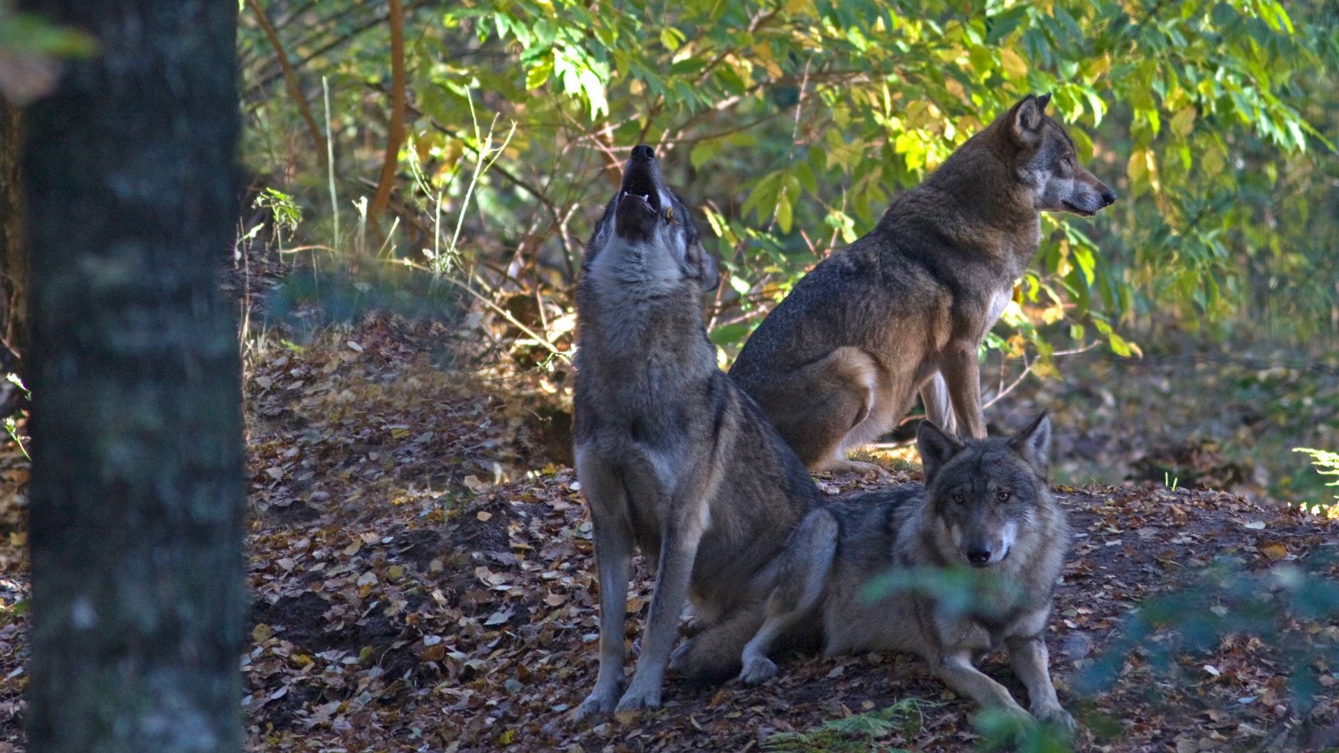 De boswachter weet alles over de wolven op de Veluwe