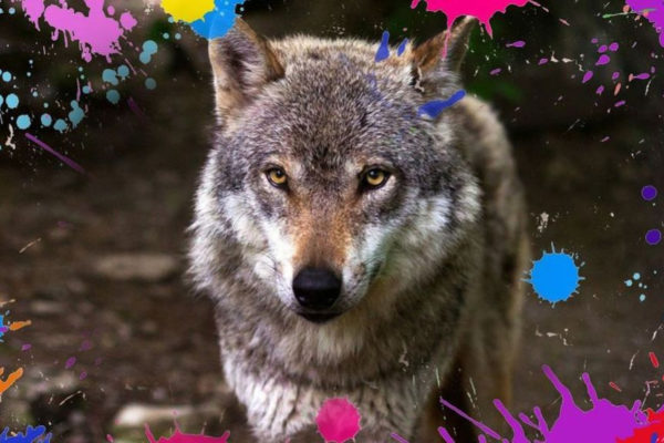 De rechter vindt het goed als de provincie niet-schuwe wolven afschrikt met een paintballgeweer. Foto: Pixabay / bewerking Omroep Gelderland