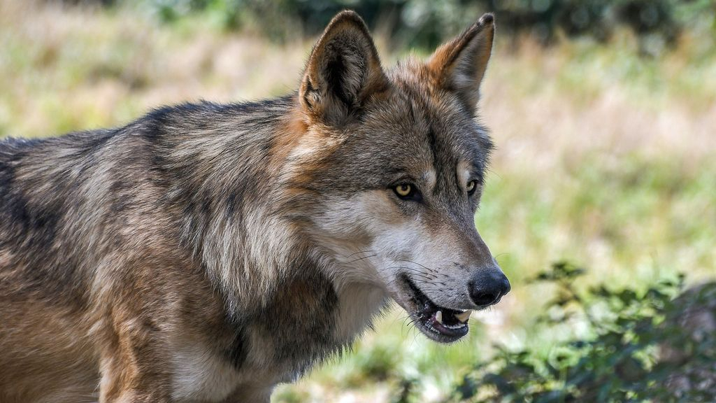 Een foto van een wolf ter illustratie. Foto: Christel Sagniez - Pixabay