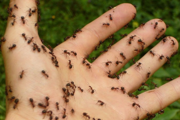 Mieren zorgen weer voor veel overlast. Foto: Pixabay
