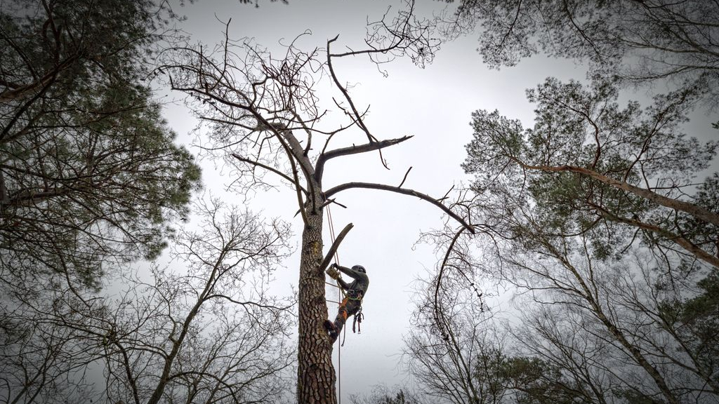 Een medewerker van Natuurmonumenten verwijdert zogenaamd 'gevaarzettend hout' uit een boom. Foto: ANP