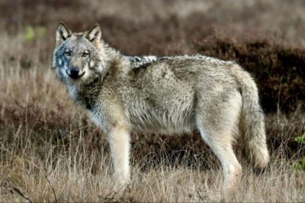 Wolf in de Gelderse natuur. Foto: Jan Bruil