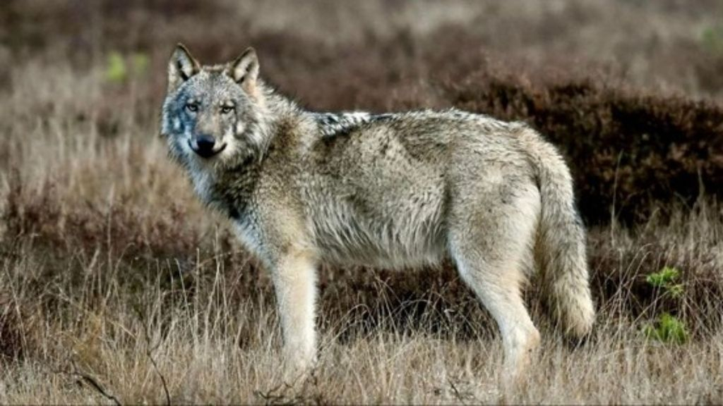 Wolf in de Gelderse natuur. Foto: Jan Bruil