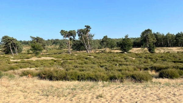 Rozendaalse Veld. Foto: Martin Slijper