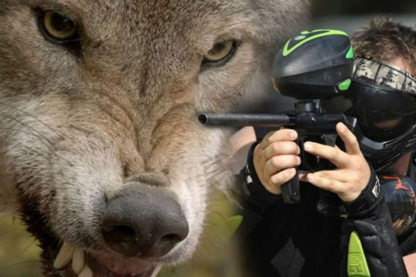 Wolf en een paintballgeweer. Foto: Pixabay / Montage Omroep Gelderland