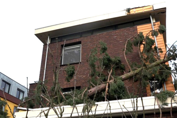 Echtpaar treurt om gekapte mammoetboom die hun huis in Velp vernielde Foto: Studio Rheden