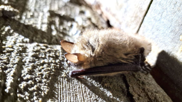 Ingekorven vleermuis. Foto: Geldersch Landschap & Kasteelen