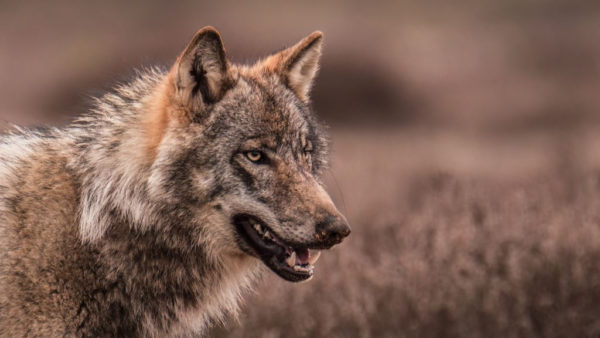 De 12-jarige Sem Scheerder wist eindelijk de wolf te fotograferen. Foto: Sem Scheerder