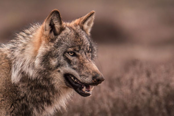 De 12-jarige Sem Scheerder wist eindelijk de wolf te fotograferen. Foto: Sem Scheerder