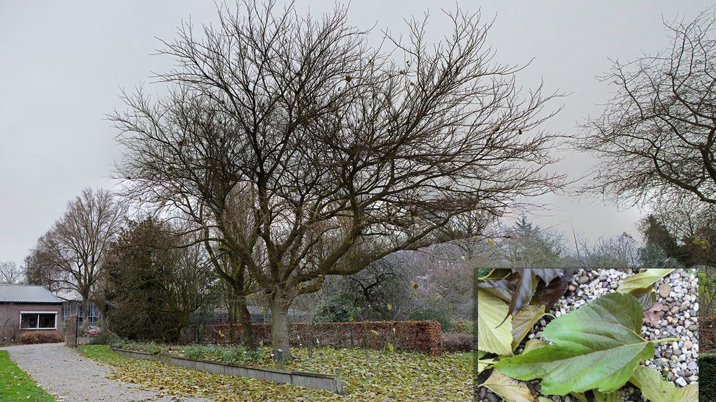 Moerbeiboom verliest in één nacht al zijn blad Foto: Omroep Gelderland