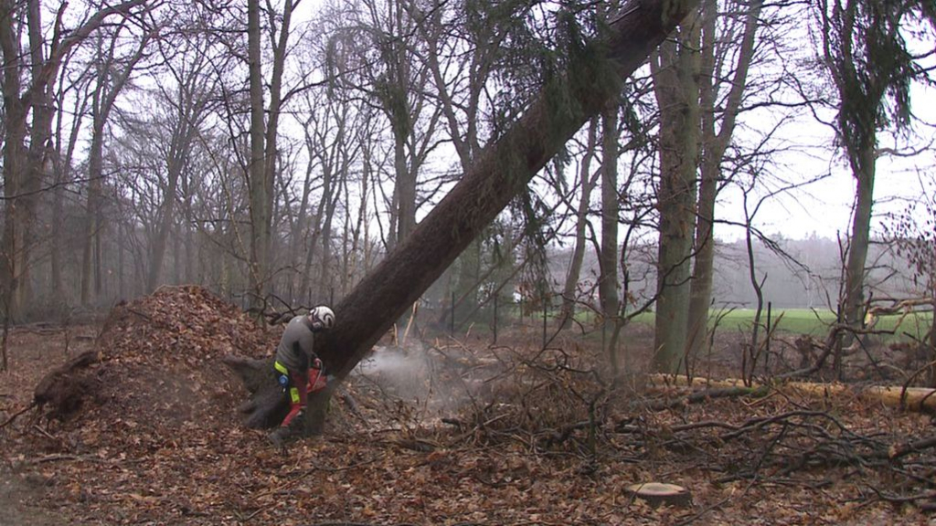 De omgevallen bomen en afgevallen takken zijn weer opgeruimd. Foto: Omroep Gelderland
