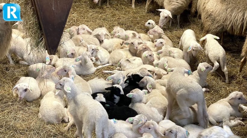 Rhedense Schaapskudde Foto: Martin Slijper