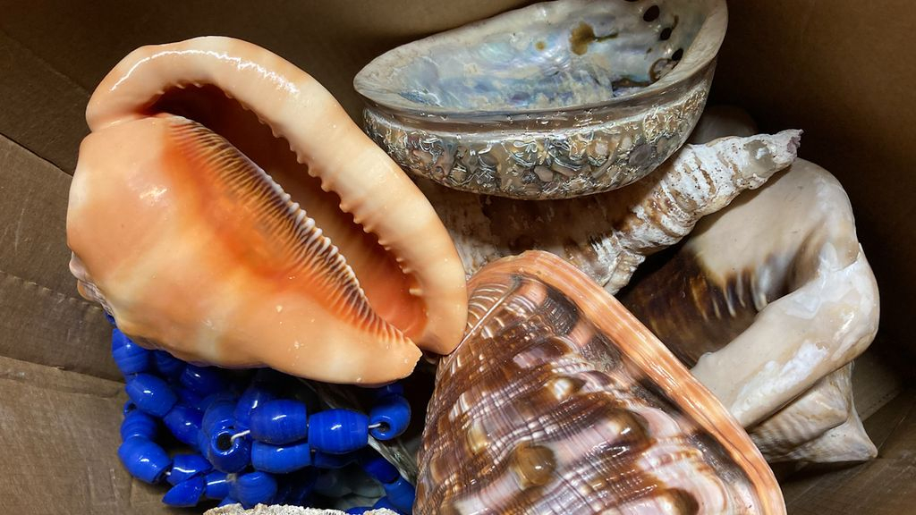 Op de zolder van Kasteel Rosendael liggen dozen vol exotische schelpen. Foto: Omroep Gelderland