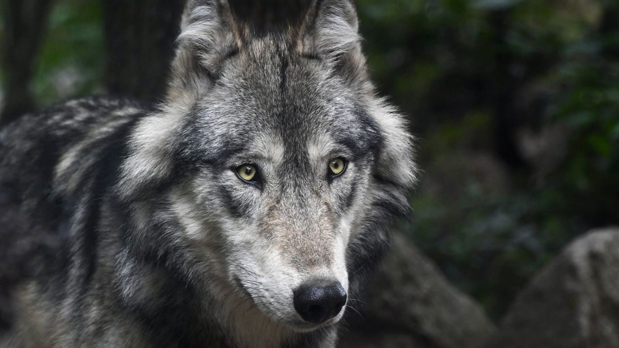 Wolf. Foto: Pixabay