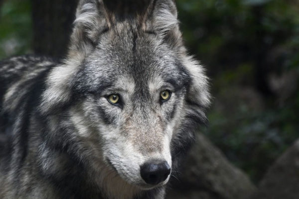 Wolf. Foto: Pixabay