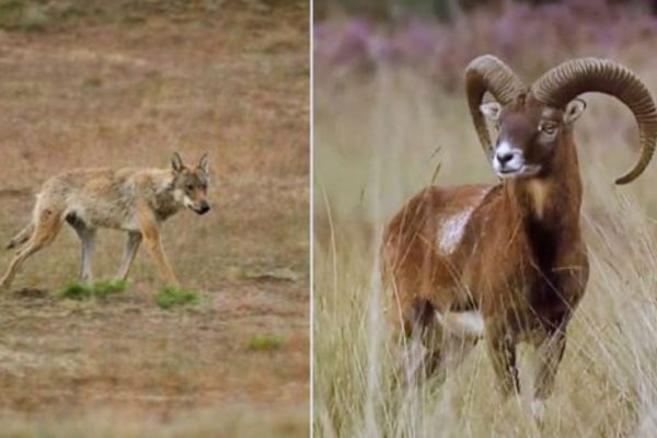 Volgens park De Hoge Veluwe heeft de wolf al bijna de helft van alle moeflons daar gedood. Foto: Nationaal Park De Hoge Veluwe/Omroep Gelderland