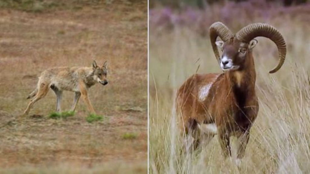 Volgens park De Hoge Veluwe heeft de wolf al bijna de helft van alle moeflons daar gedood. Foto: Nationaal Park De Hoge Veluwe/Omroep Gelderland