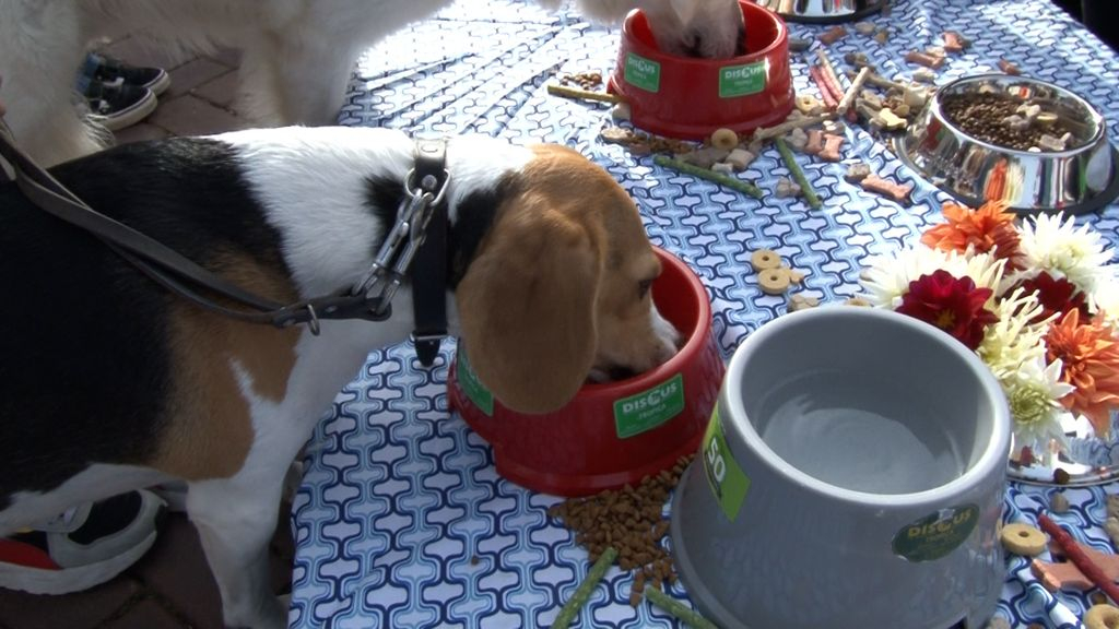 De honden konden losgaan op een buffet. Foto: Omroep Gelderland