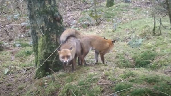 Vossen zitten na de daad nog aan elkaar vast Foto: Omroep Gelderland