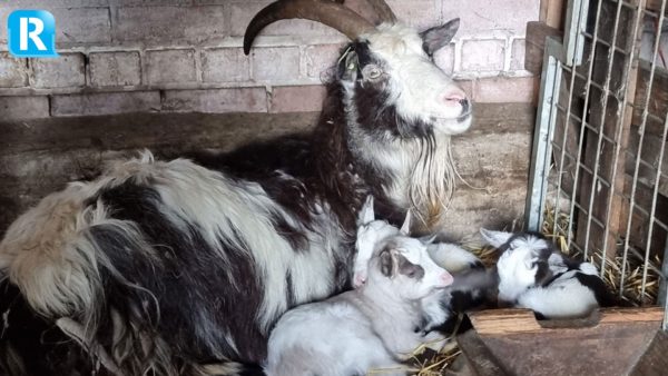 Naast lammertjes zijn er ook geitjes geboren in Rheden Foto: Herderinn