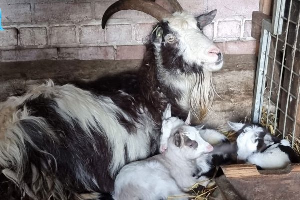 Naast lammertjes zijn er ook geitjes geboren in Rheden Foto: Herderinn