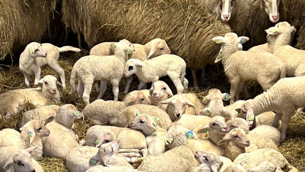 Eerste lammetje in Rheden. Foto: Studio Rheden