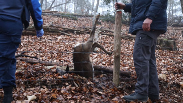 De ree hing op de kop aan het hek. Foto: Persbureau Heitink