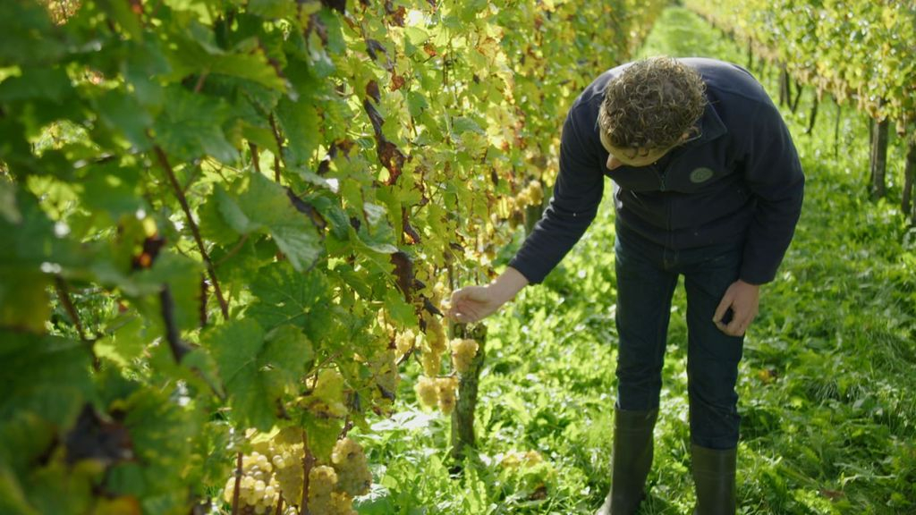 Wijnboer Diederik Beker bekijkt zijn druiven. Foto: Omroep Gelderland