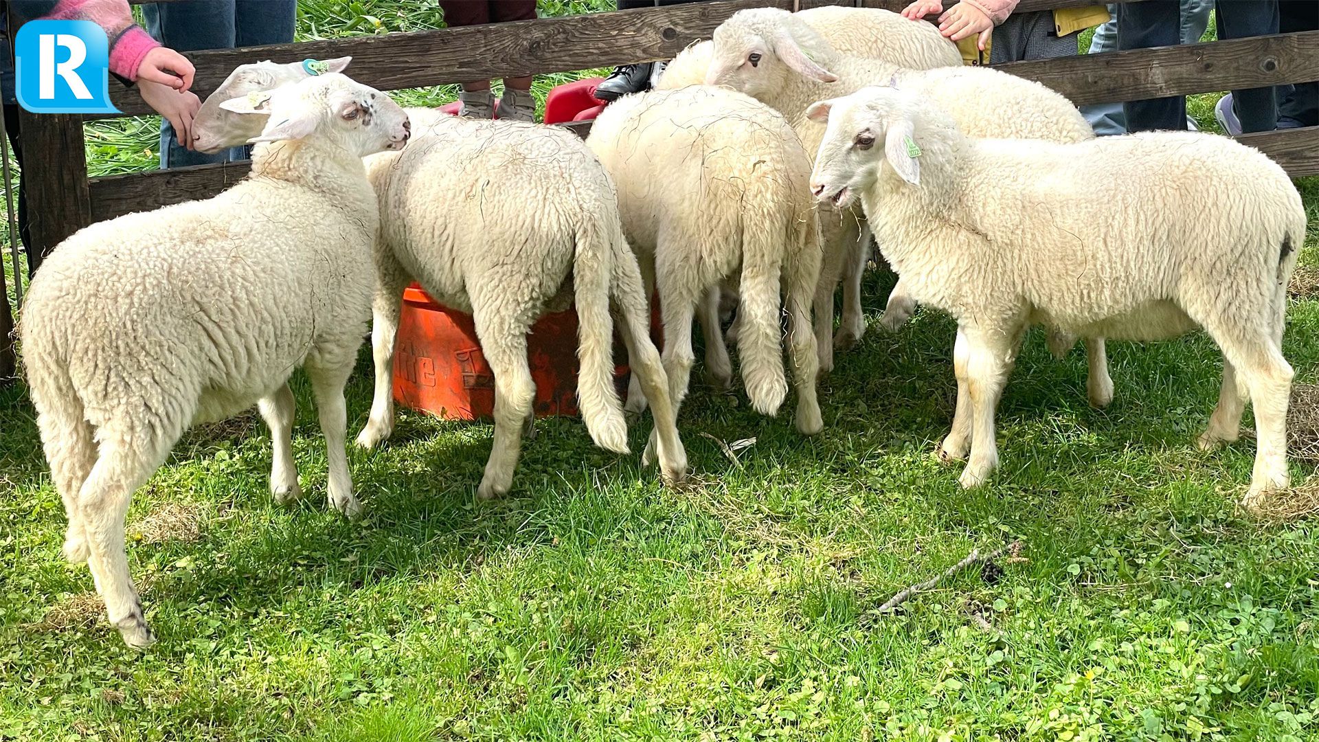 Lammetjesdag keert terug bij de schaapskooi in Rheden