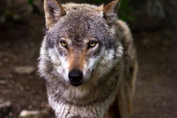 De meerderheid in de Gelderse politiek vindt de wolf nu te goed beschermd. Foto: Pixabay