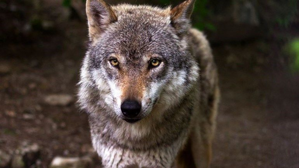 De meerderheid in de Gelderse politiek vindt de wolf nu te goed beschermd. Foto: Pixabay