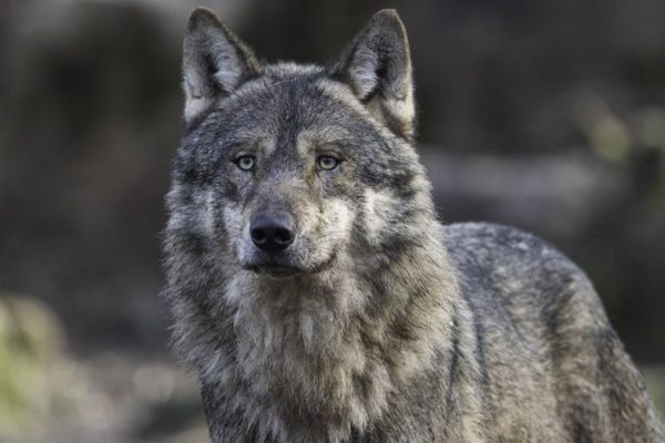 Subsidie voor wolfwerende maatregelen. Foto: keyouest via Pixabay