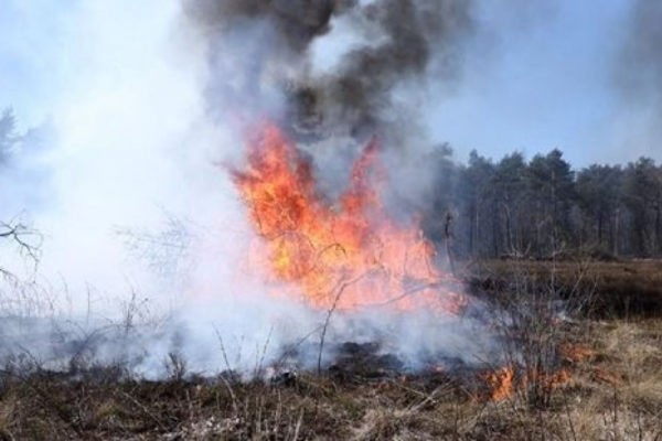 Het verwijderen van naaldbomen moet natuurbranden vertragen. Foto: Persbureau Heitink