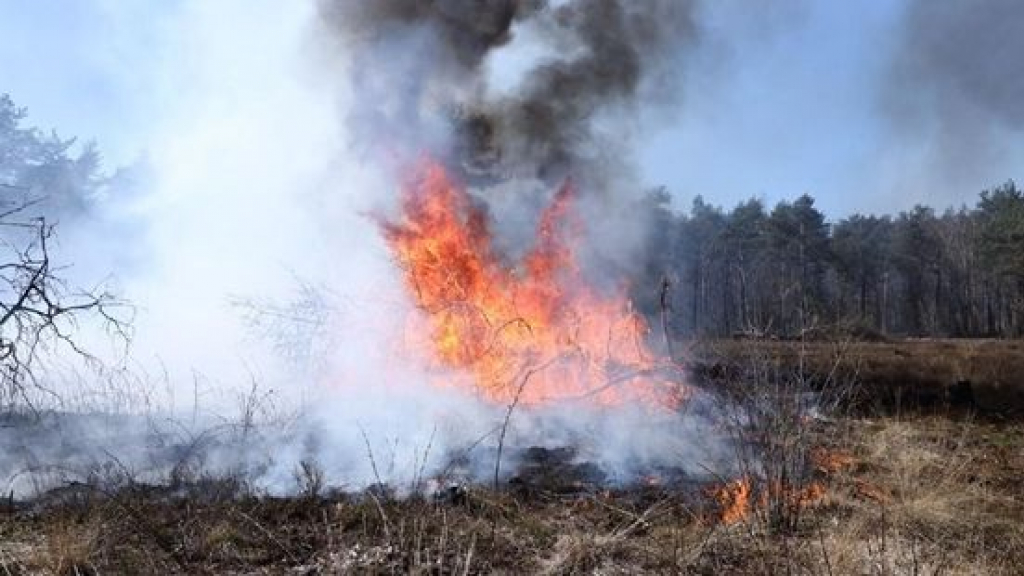 Het verwijderen van naaldbomen moet natuurbranden vertragen. Foto: Persbureau Heitink