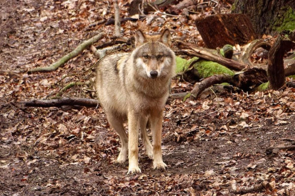Een wolf op de Veluwe. Foto: Charris Vantslot