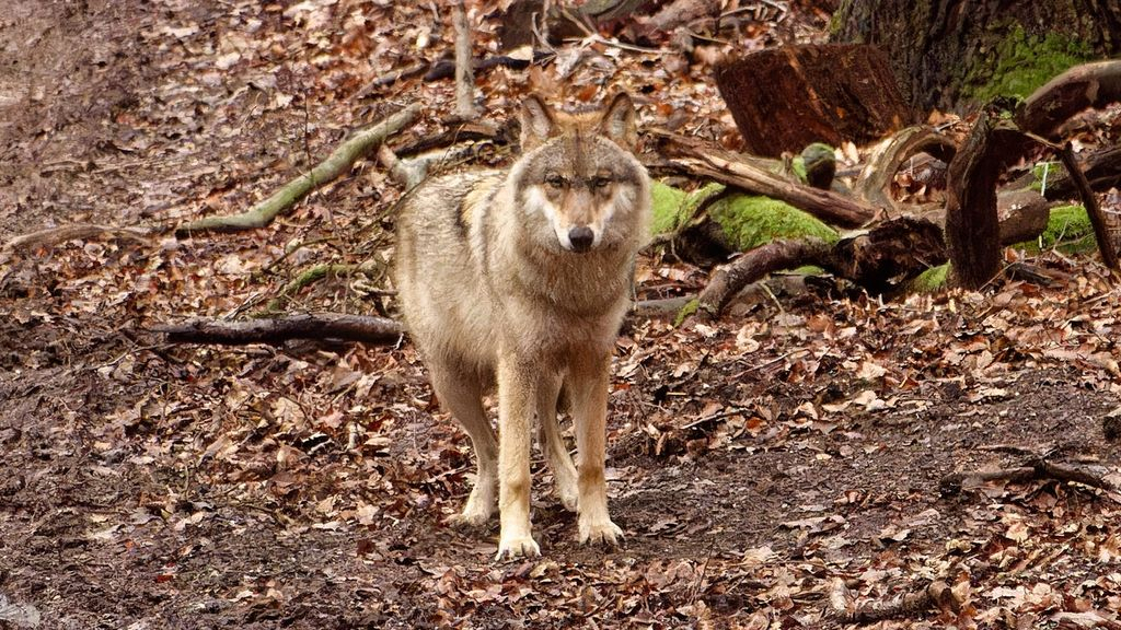 Een wolf op de Veluwe. Foto: Charris Vantslot