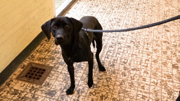 Joy is klaar voor de verhuizing. Foto: Omroep Gelderland