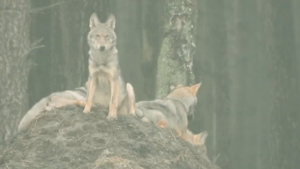 De wolvenwelpen worden snel groot. Foto: Omroep Gelderland