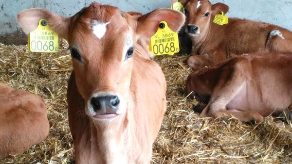 Boer uit Spankeren wint prijs voor duurzame veehouderij. Foto: Nieuwenburgt
