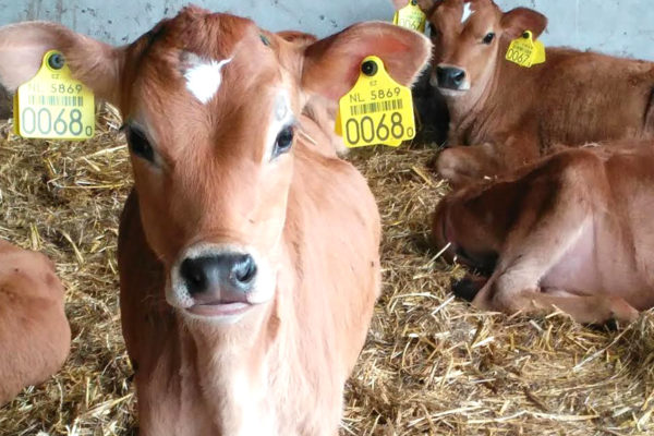 Boer uit Spankeren wint prijs voor duurzame veehouderij. Foto: Nieuwenburgt